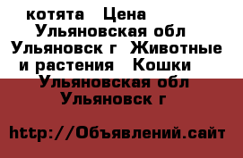 котята › Цена ­ 2 000 - Ульяновская обл., Ульяновск г. Животные и растения » Кошки   . Ульяновская обл.,Ульяновск г.